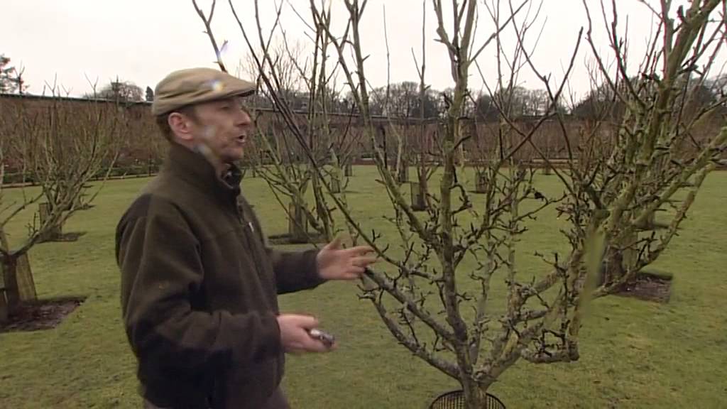 Winter pruning of fruit trees.