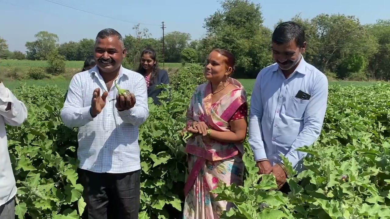 SCTवैदीक वांगे 🍆2 वेळा आंतरपिक पालक पिकवूनही बिगर मल्चिंगचे सक्सेसफूल॥शेंडाअळी नाही,मर नाही‼️