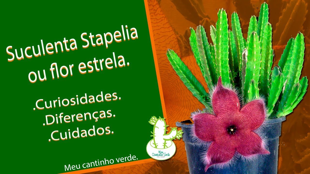 Suculenta Stapelia ou flor estrela, curiosidades e cuidados.