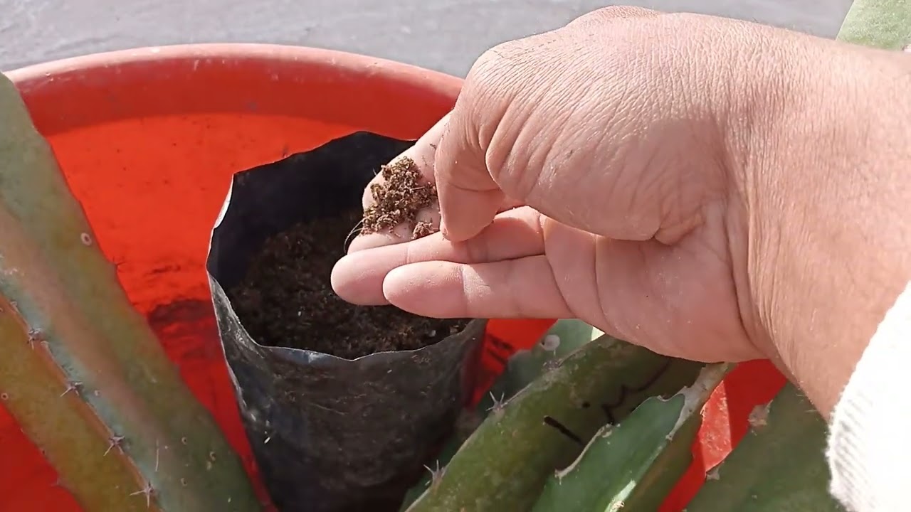 الطريقه الصحيحه لزراعة عقل الدراجون فروت فى الشتا وطريقة تجهيز العقل plant dragon fruit cuttings