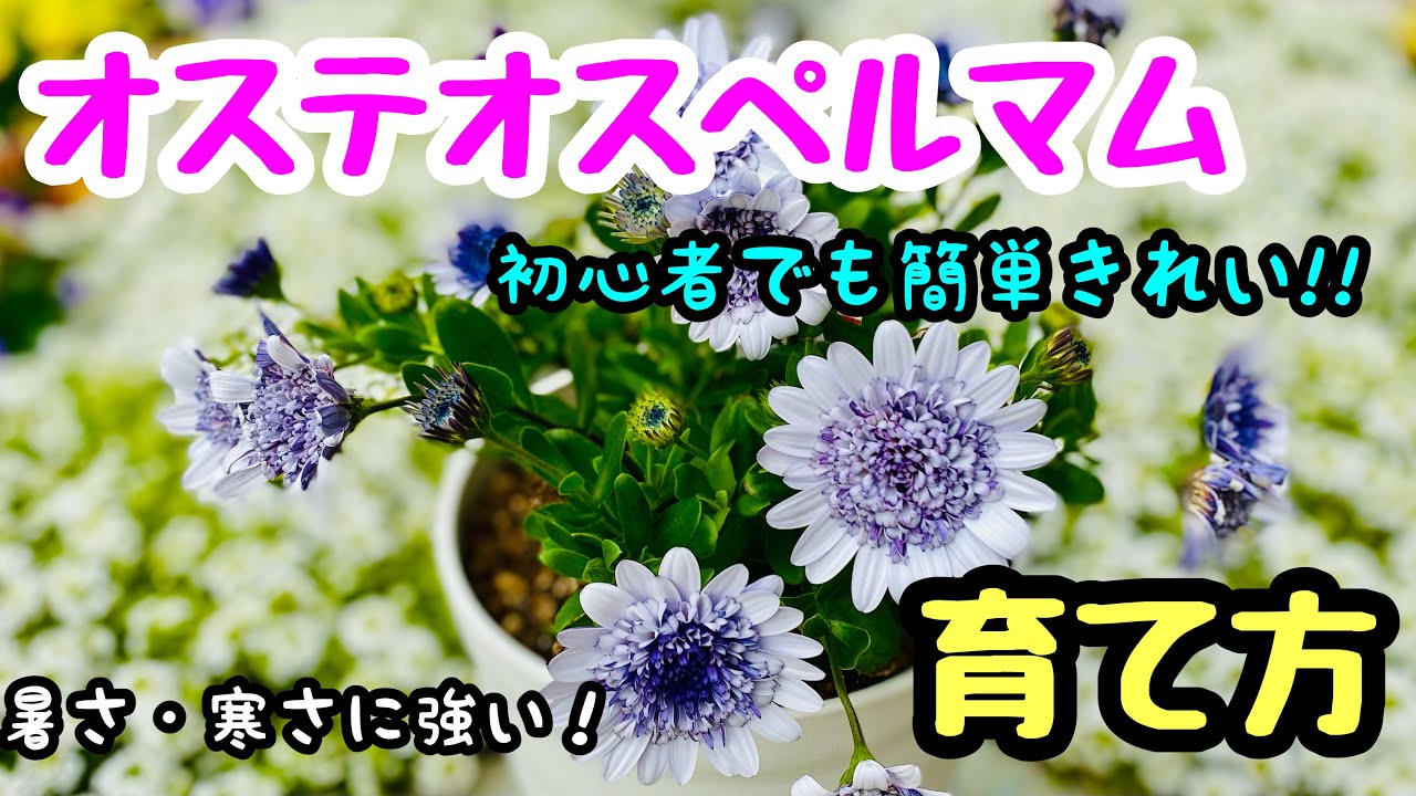 『オステオスペルマム』初心者でも簡単きれい🌱植付け・育て方❣️