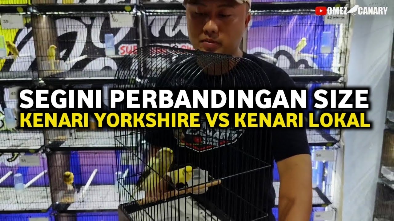 Pantesan harganya berkali lipat‼️kenari Yorkshire vs kenari lokal perbandingan ukuran dan harga