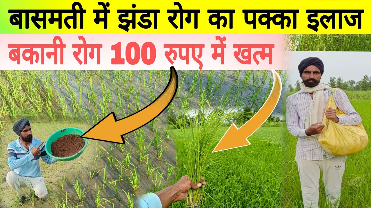 बासमती धान में बकानी झंडा रोग को 101% कंट्रोल करो। 1692,1509 basmati me jhanda Rog roktham 101%