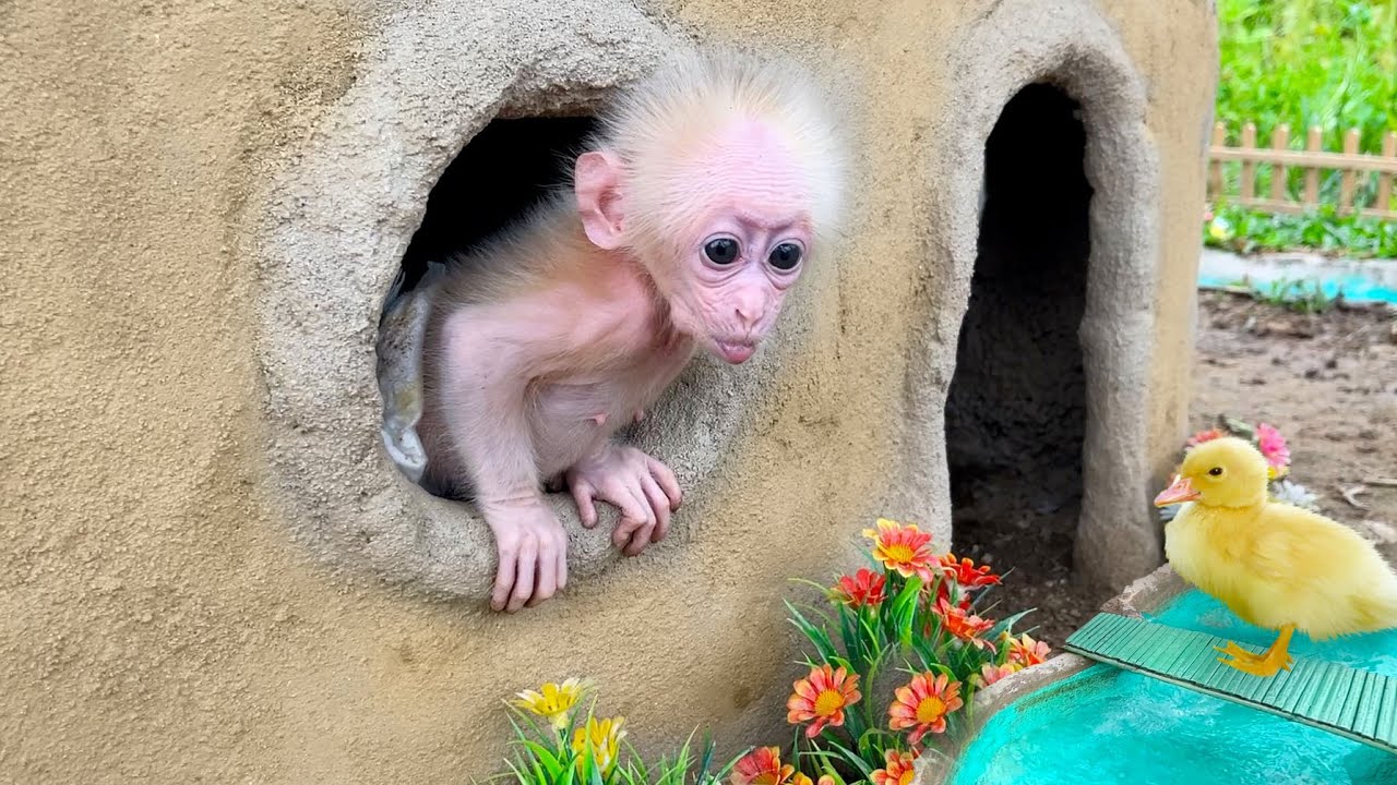 Baby monkey Annie obediently cleans the Koi pond with dad
