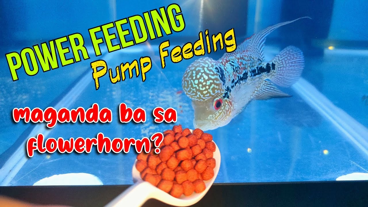Pump Feeding o Power Feeding, Maganda ba sa Flowerhorn Fish?