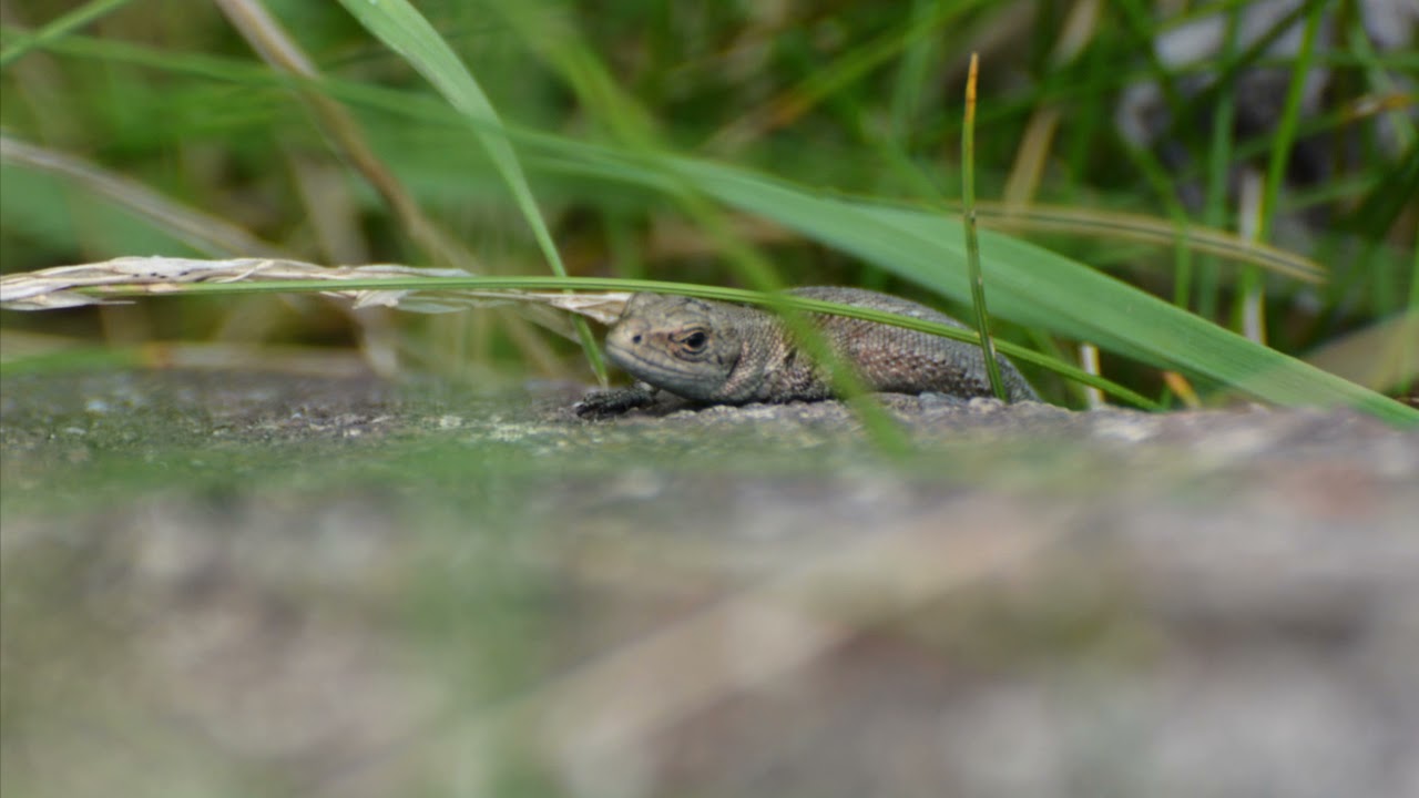 Common lizard Educational video