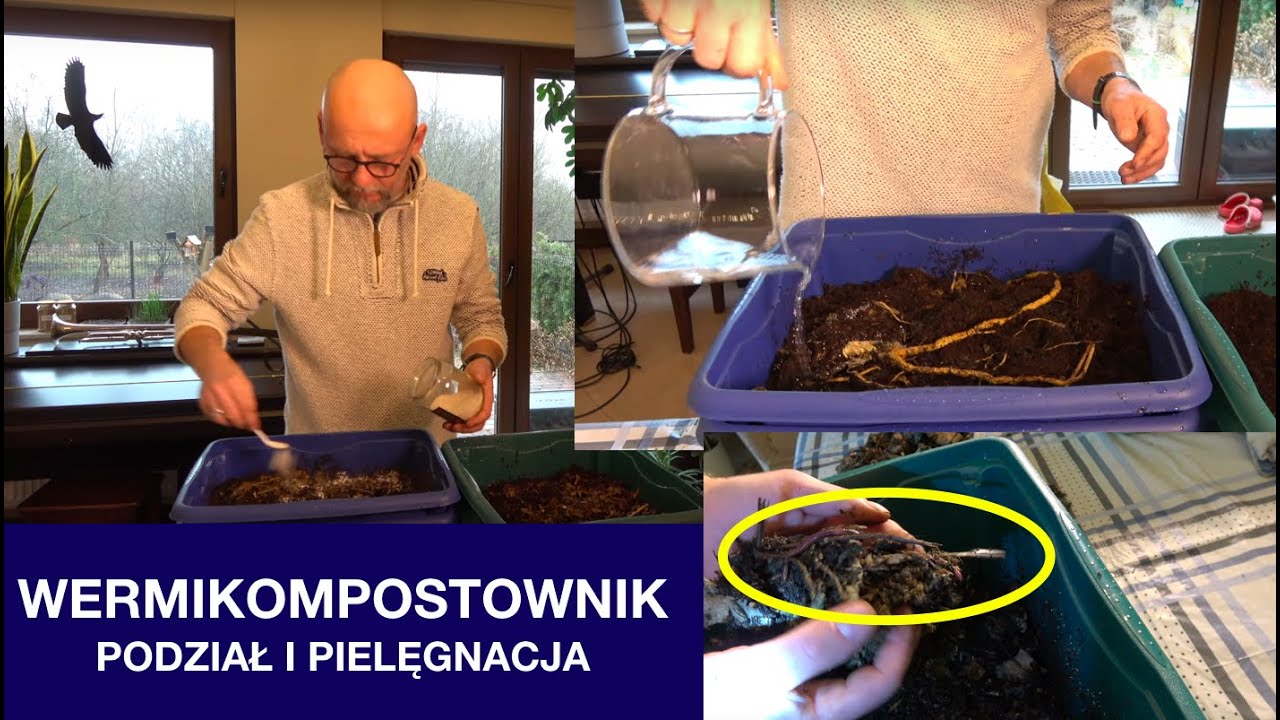 Wermikompostownik w domu - jak dbać o dżdżownice?