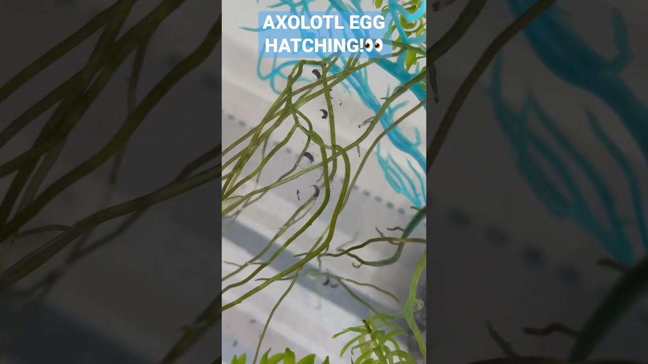 Axolotl Egg Hatching Timelapse ⌛️