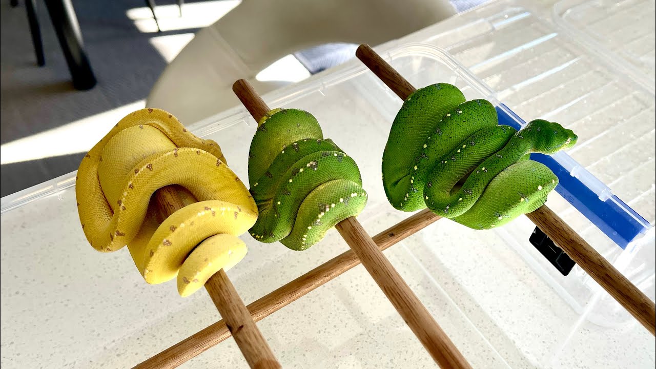 Green Tree Python Update