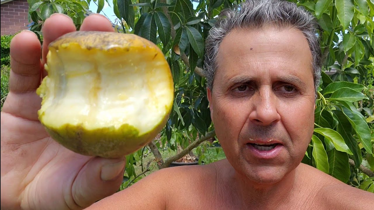 Harvesting White Sapote Midsummer - Vista & Vernon