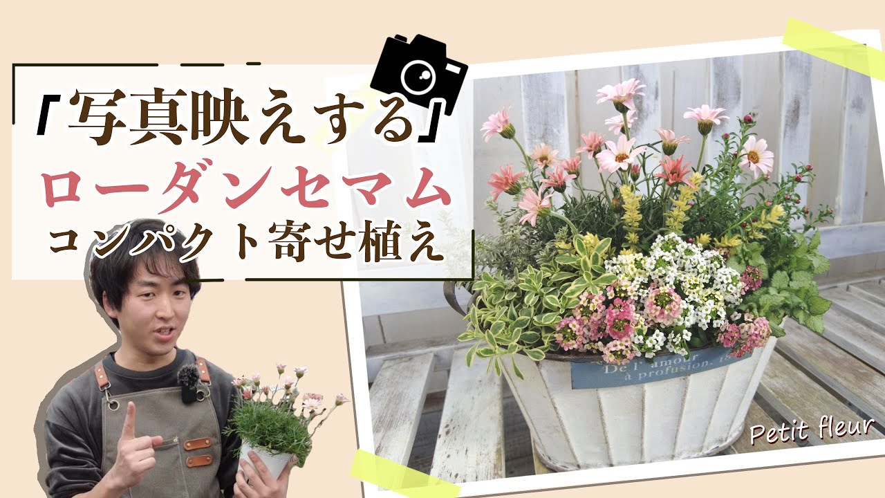 【最適解】ローダンセマムの「写真映え」するコンパクト寄せ植え！