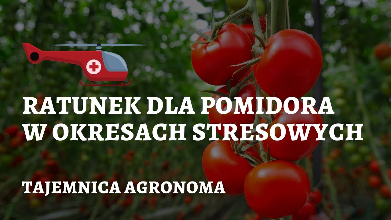 Ratunek dla pomidora w okresach stresowych | Jak zwiększyć masę owoców pomidora ?