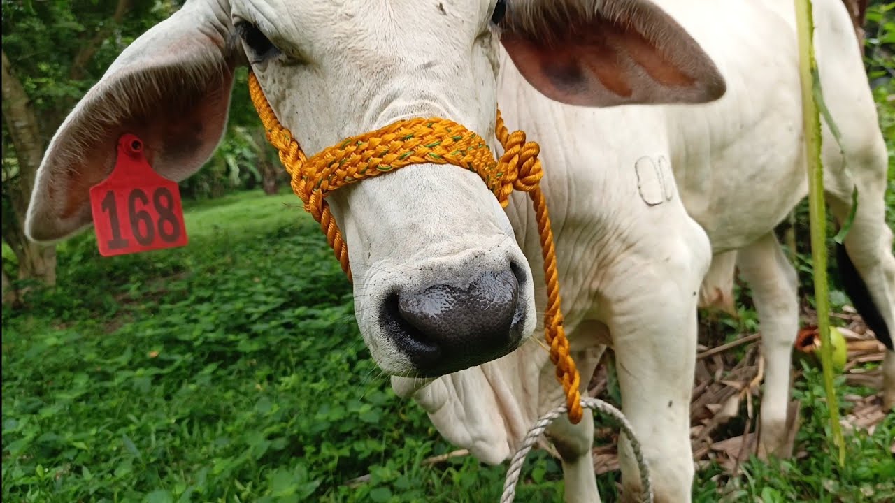 Bagong Turok At Bagong Mortigon😀🦬🐃🐂🐄