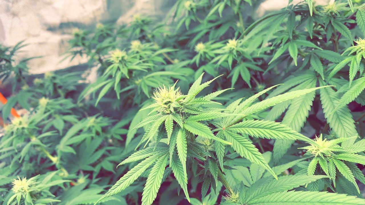 HOW TO USE GAIA GREEN NUTRIENTS ON FLOWERING CANNABIS PLANTS IN SOIL