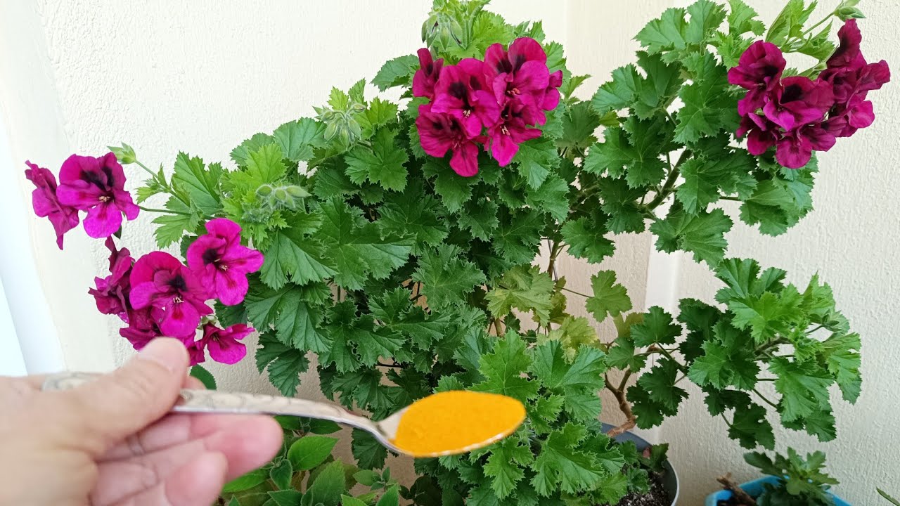 SARDUNYALARIN TOPRAĞINA  SERPİŞTİRİN 🤔 YAPRAKLARI PIRIL PIRIL OLSUN ‼️sardunya bakımı 🌸