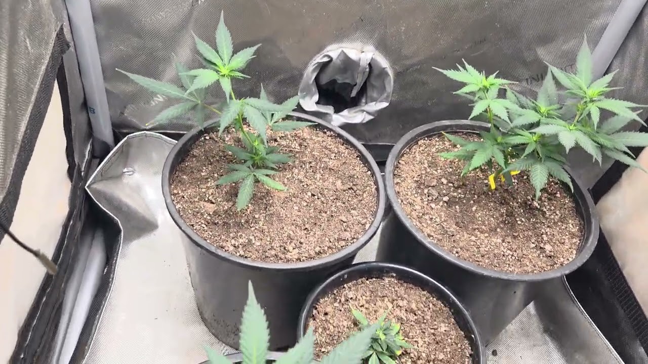 JUST A QUICK INDOOR UPDATE IN THE A.C INFINITY 2X2 GROW TENT 