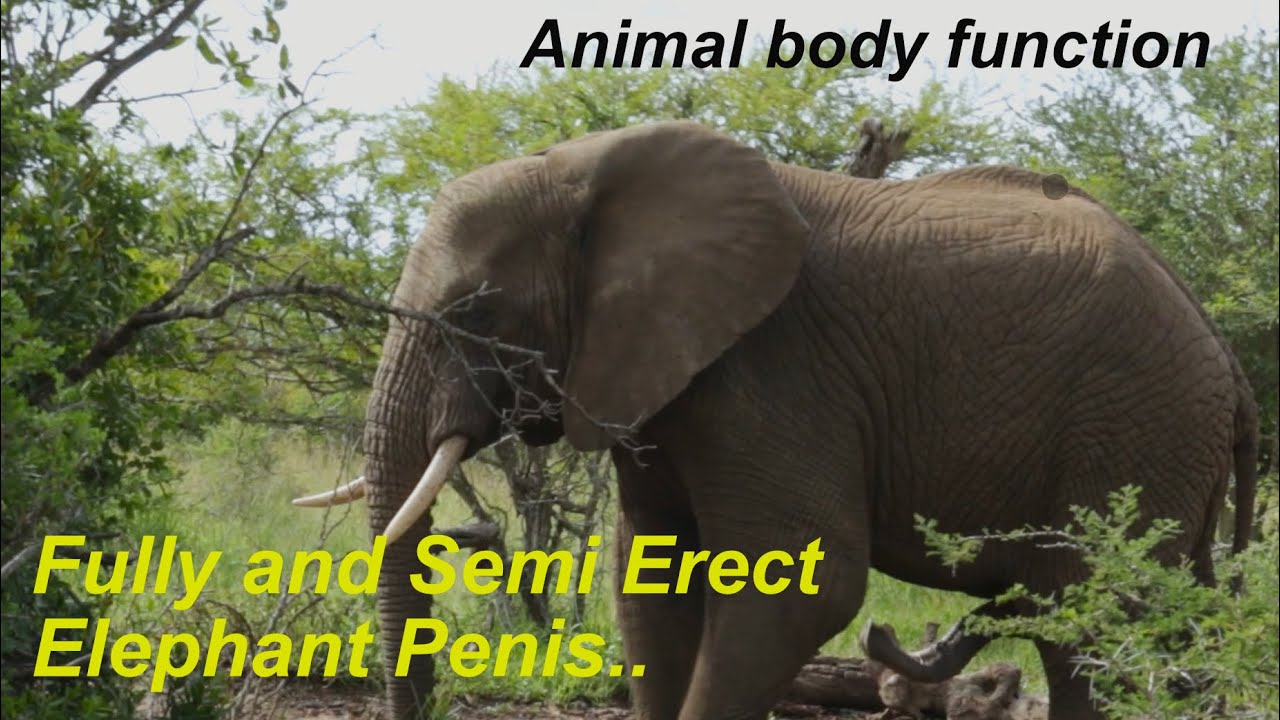 Wildlife Wonders: South African Elephant Penises - Erect And Semi-erect!