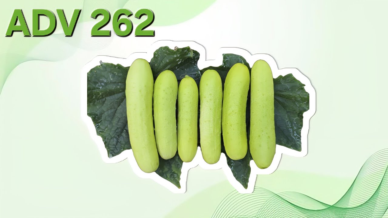 ADV 262 || Cucumber Farming #farming #cucumber #trending