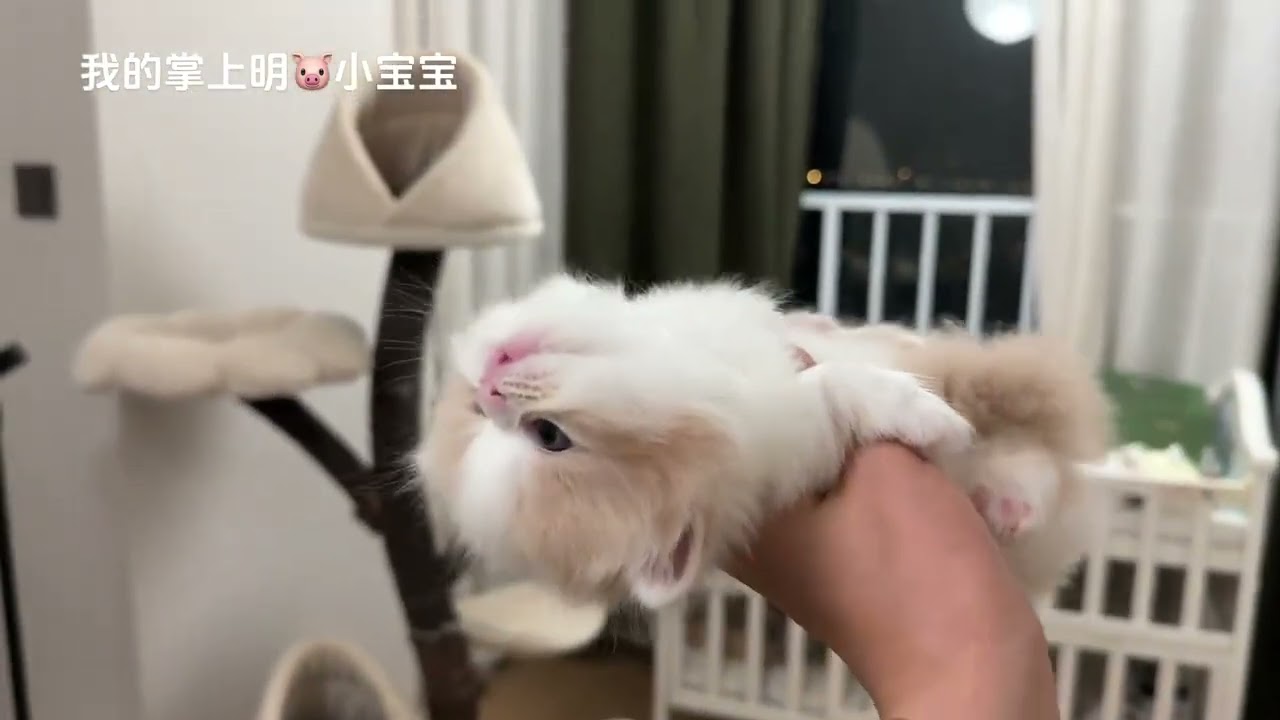 Cute Pet's Milky White Rice Nut Debut