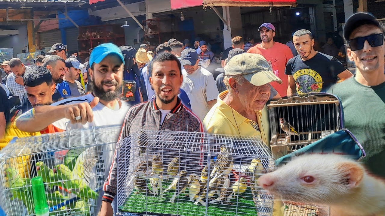سوق القريعة للطيور الأحد 2024🇲🇦 وليدات النمس فراخ الحسون فراخ الدجاج الوطواط خير موجود