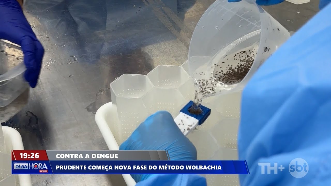 Prefeitura de Prudente incia nova fase do método Wolbachia contra a dengue