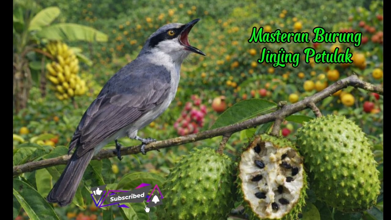 Masteran Burung Jingjing Petulak Gacor | Bikin Mental Berani & Suara Tajam