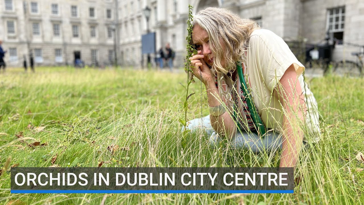 Orchids in Dublin city centre thanks to 'No Mow May'