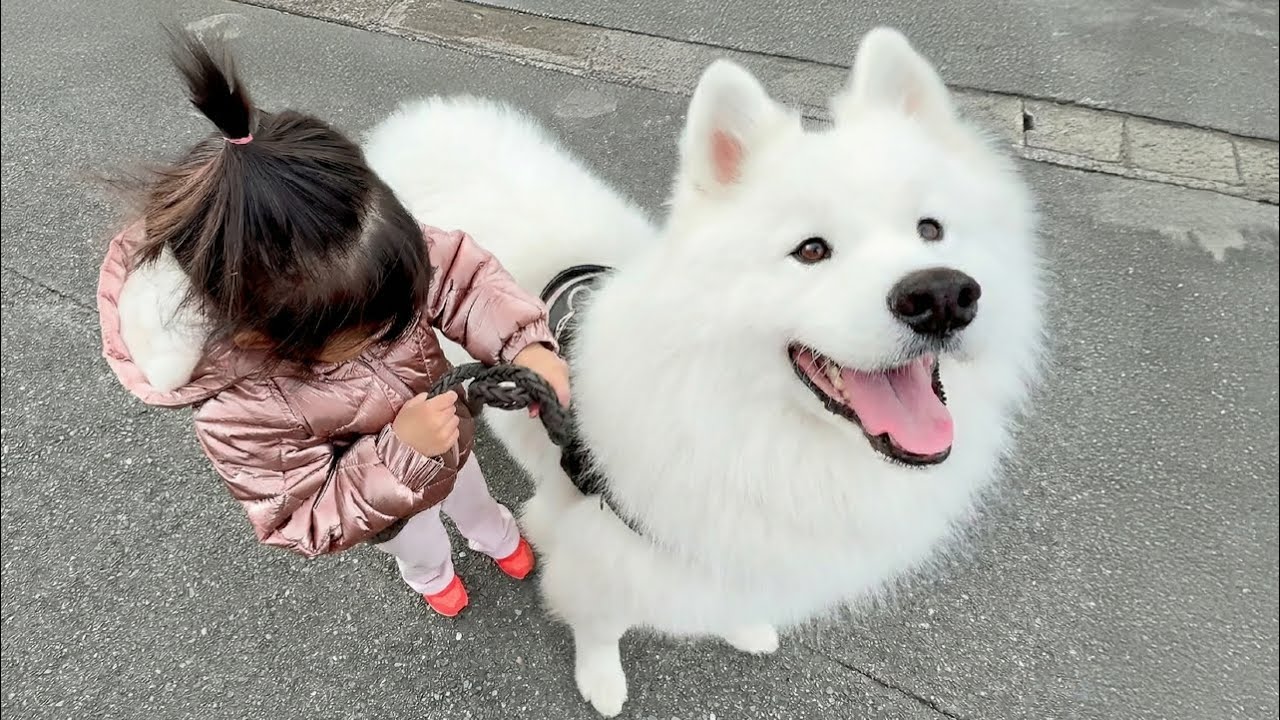 初めて3歳児とお散歩したらペースをちゃんと理解して歩いてくれる犬が優しすぎました…