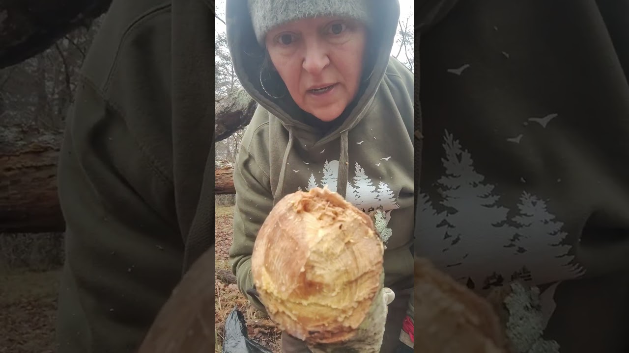 Harvest some fat wood for starting our fire