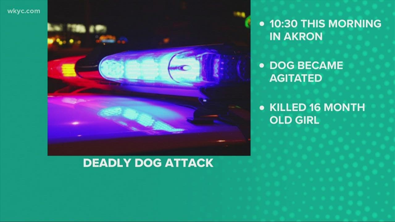 16-month-old Akron girl mauled to death by pit bull