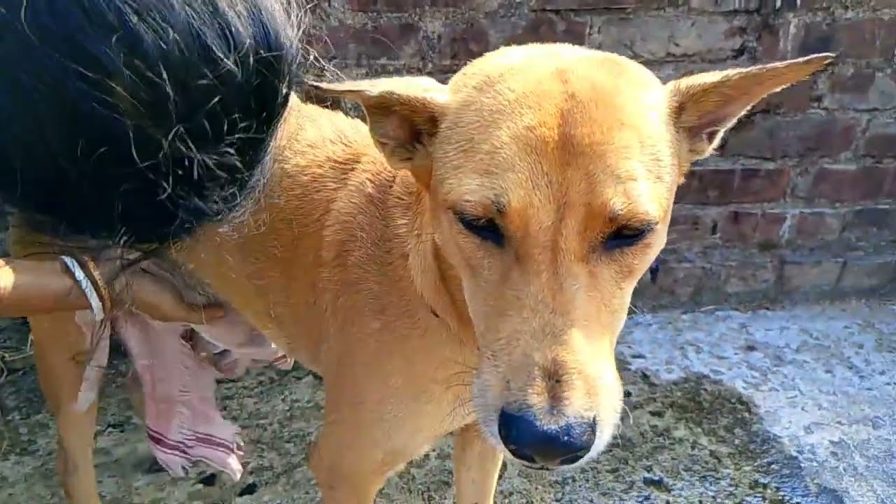 Mr. Tian Baidya এর স্নানের কাহিনী 😃 #cute #cutedog #doglife #dogvlog #lebursarbat