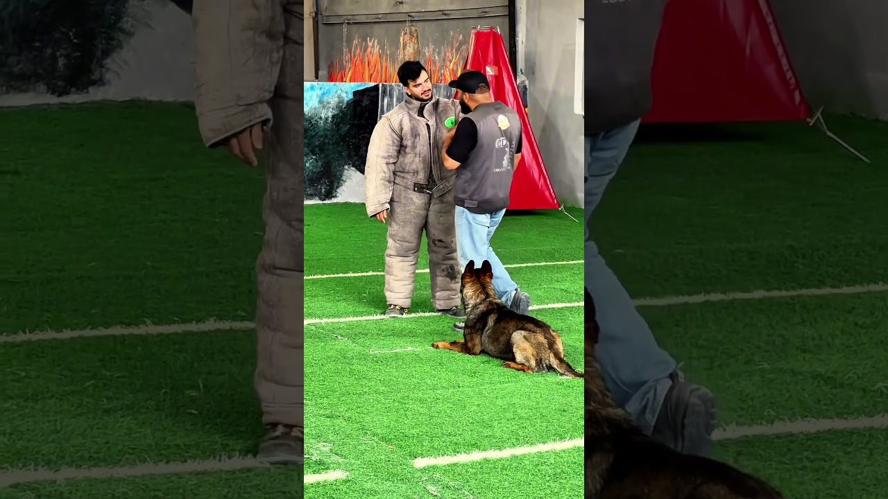 Best Dog traning iniran- آموزش سگ گارد و بهترین نمونه سگ محافظ