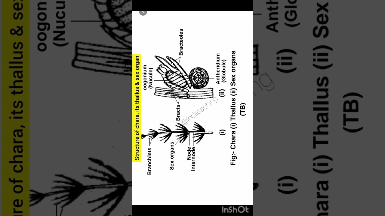 Structure of chara, its thallus & sex organ | neet biology | class 11th biology | 