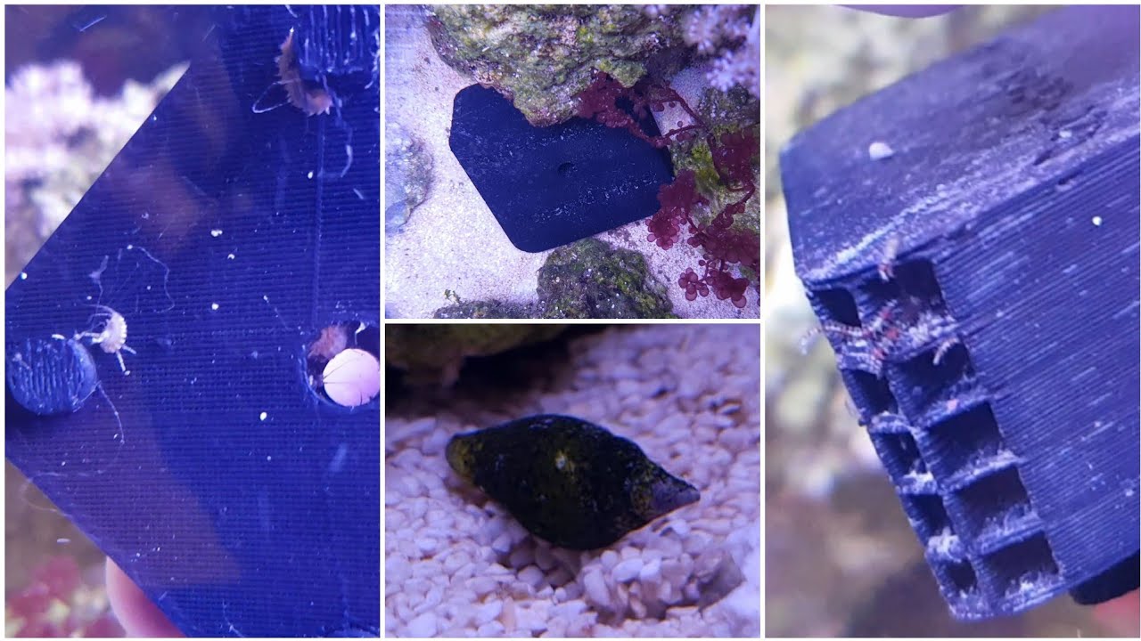 New reef critters, bristle worms, amphipods, micro brittle stars, baby ceriths and a dove snail.