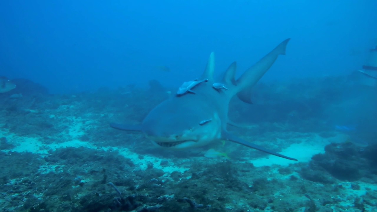 Shark Diving - Riviera Beach, FL