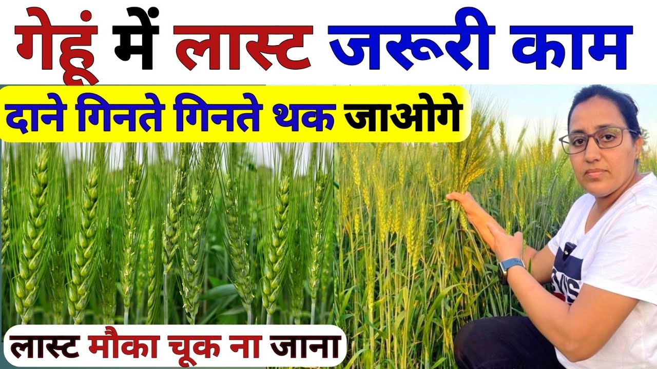 गेहूं की आखिरी सिंचाई में जरूरी सावधानी | gehu me aakhri pani kab de | gehu ki kheti |npk fertilizer