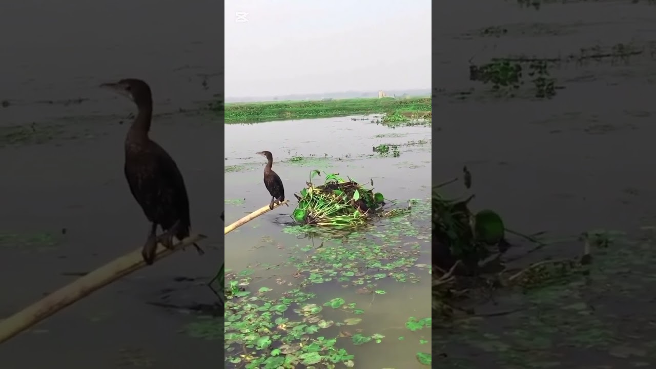 কি টেকনিক রে ভাই #newdideo #shortvideo #beautiful 