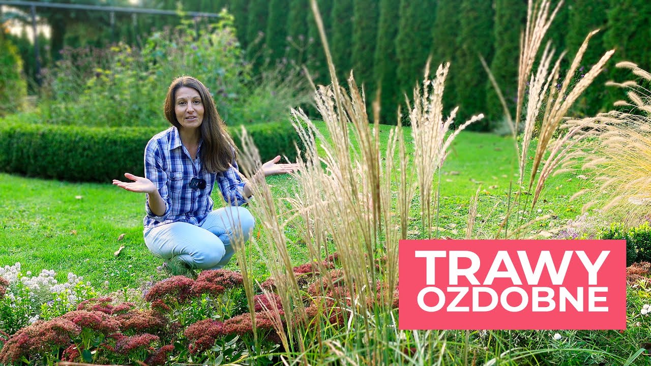 Trawy ozdobne do małych ogrod&oacute;w i do donic.