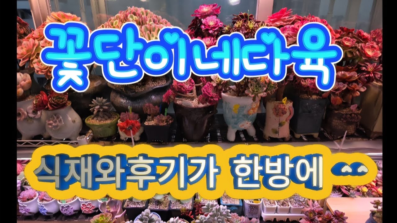 11월26일식재영상과 그이후 ~#잎꽂이#국민다육이#꽃단이네다육