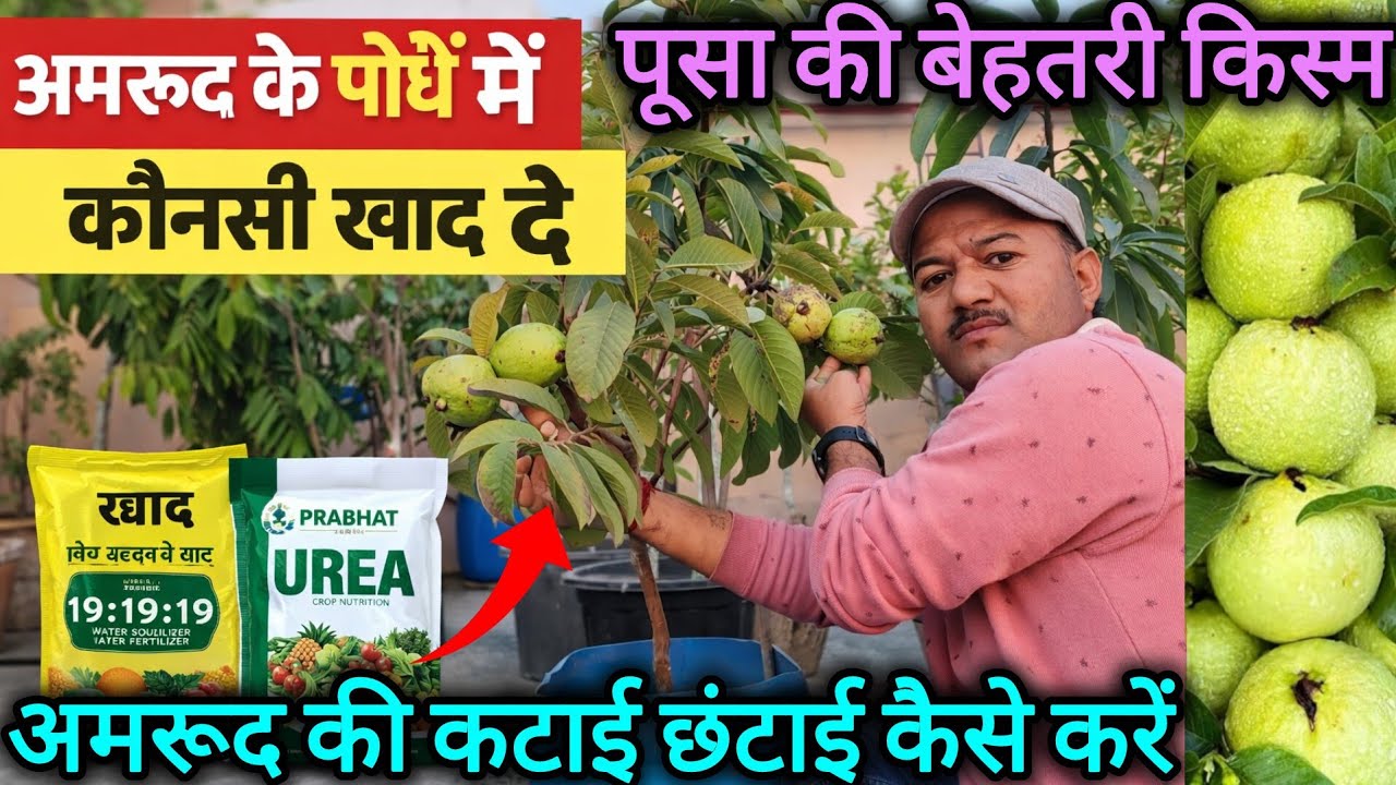 अमरूद के पौधें में कौन सी खाद दे || Best guava variety for pots | How to prune guava plant #guava 
