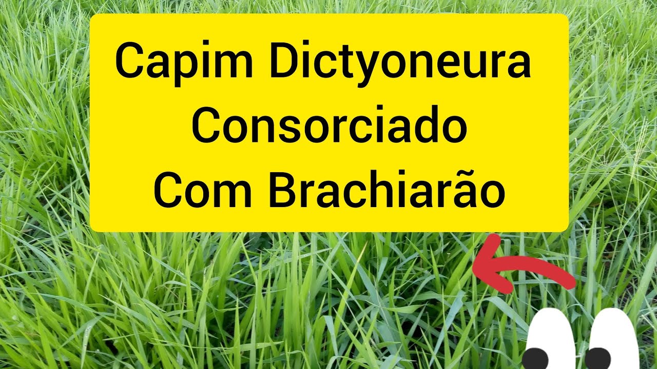 Capim Brachiaria Consorciado Com midicula Dictyoneura...