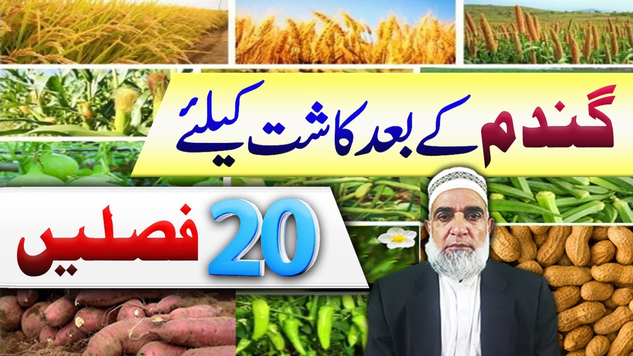 20 Crops that can be cultivated after wheat || Crop Reformer
