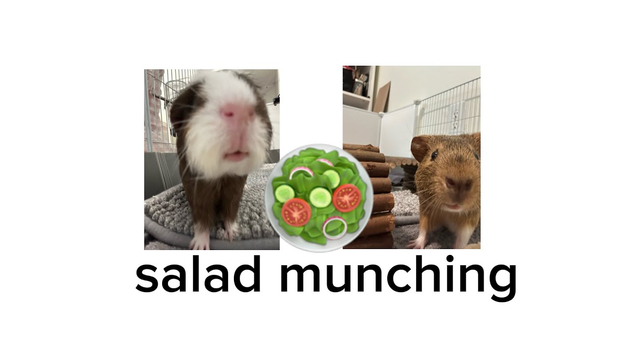 salad munching on cleaning day