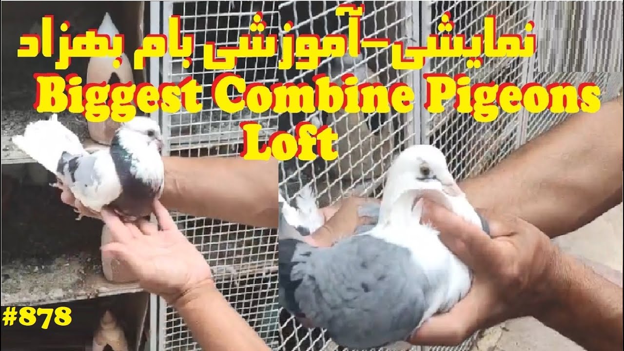 آموزشی بام بزرگ کبوتر بهزاد صادقی و خال کبوتر WORLD BIGGEST ENGLISH-IRANI-PAKISTANI PIGEONS LOFT