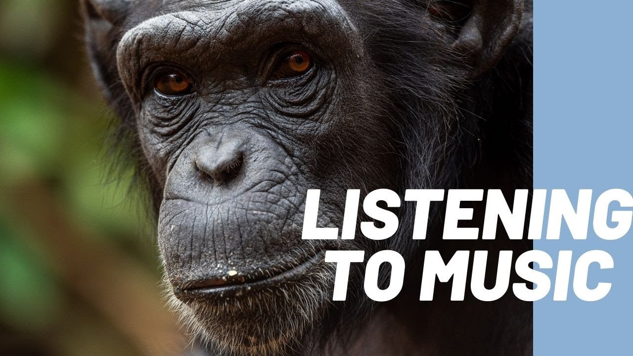 Chimp listening to music