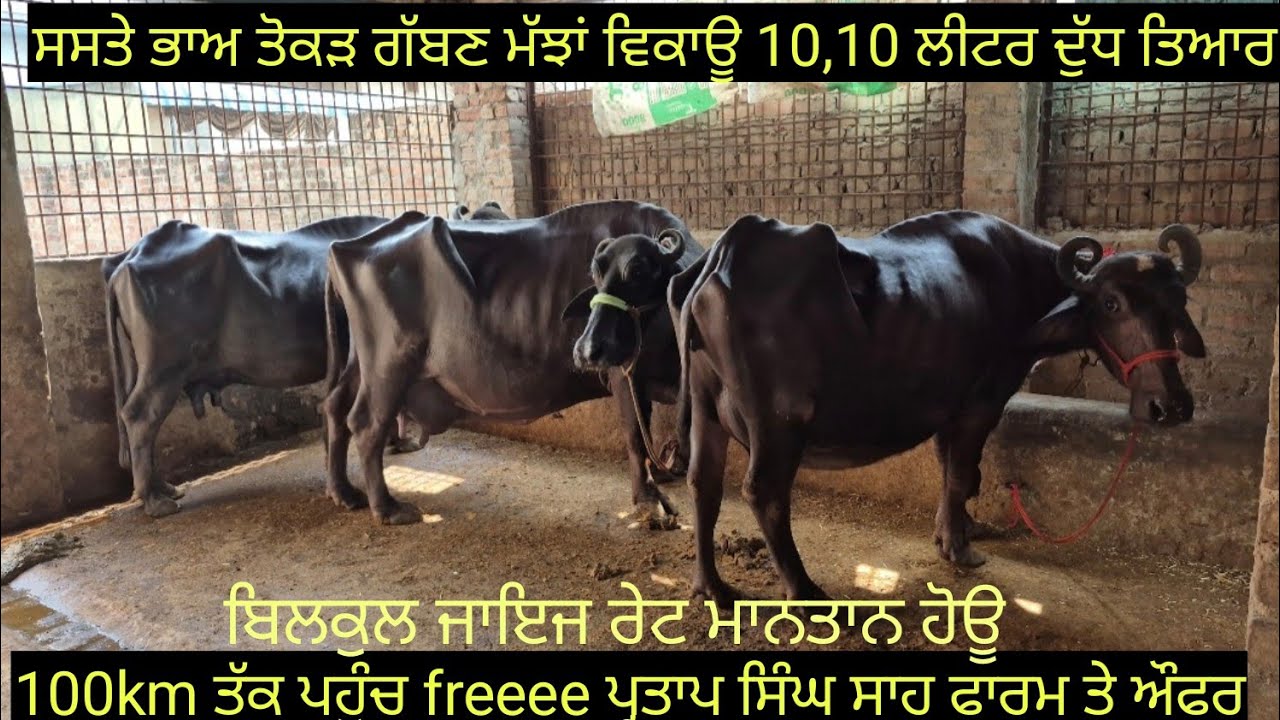 ਸਸਤੇ ਭਾਅ ਤੋਕੜ ਗੱਬਣ ਮੱਝਾਂ ਵਿਕਾਊ  6 buffalo for sale #best #qulity #bufflo #viralvideo #shere 