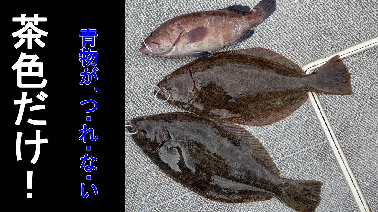 2025年11月18日は茶色だけ～日立沖釣果速報！・・【日立久慈港・第二ふじしめ丸】