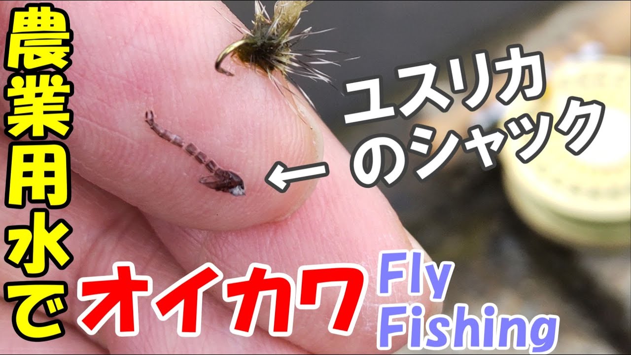 農業用水の川でオイカワのフライフィッシング