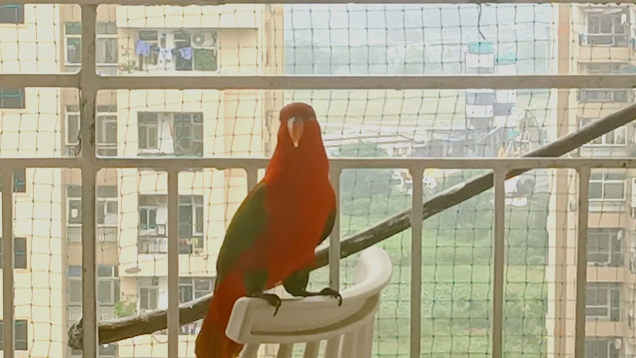 🦜Aaj Velvi ko janna hai ki Velvi chhote chhote se Mummy ke bachche hain na???😜
