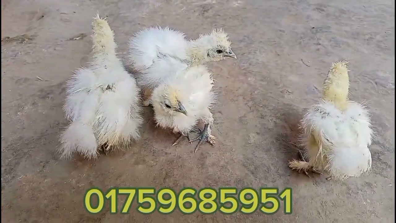 সিল্কি মুরগির দাম জানুন।কিভাবে পালন করবেন।।১০০%ভুল ধারনা চলে যাবে আপনাদের😱